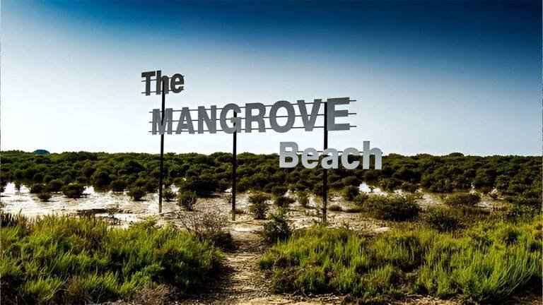 Mangrove Beach: Nature’s Calm in the Heart of Umm Al Quwain